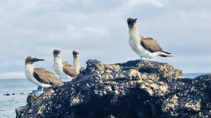 The Galápagos Islands – Part 2